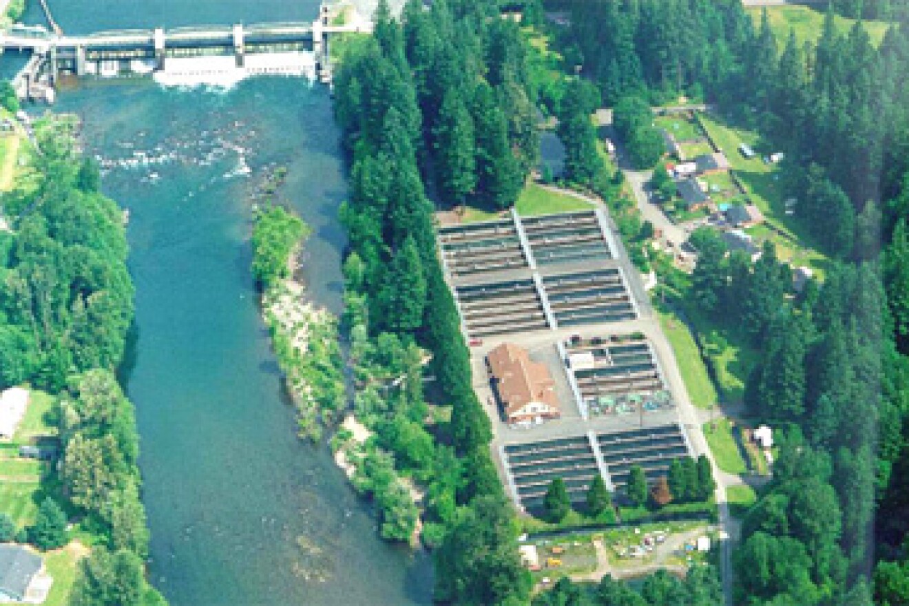 Leaburg Hatchery